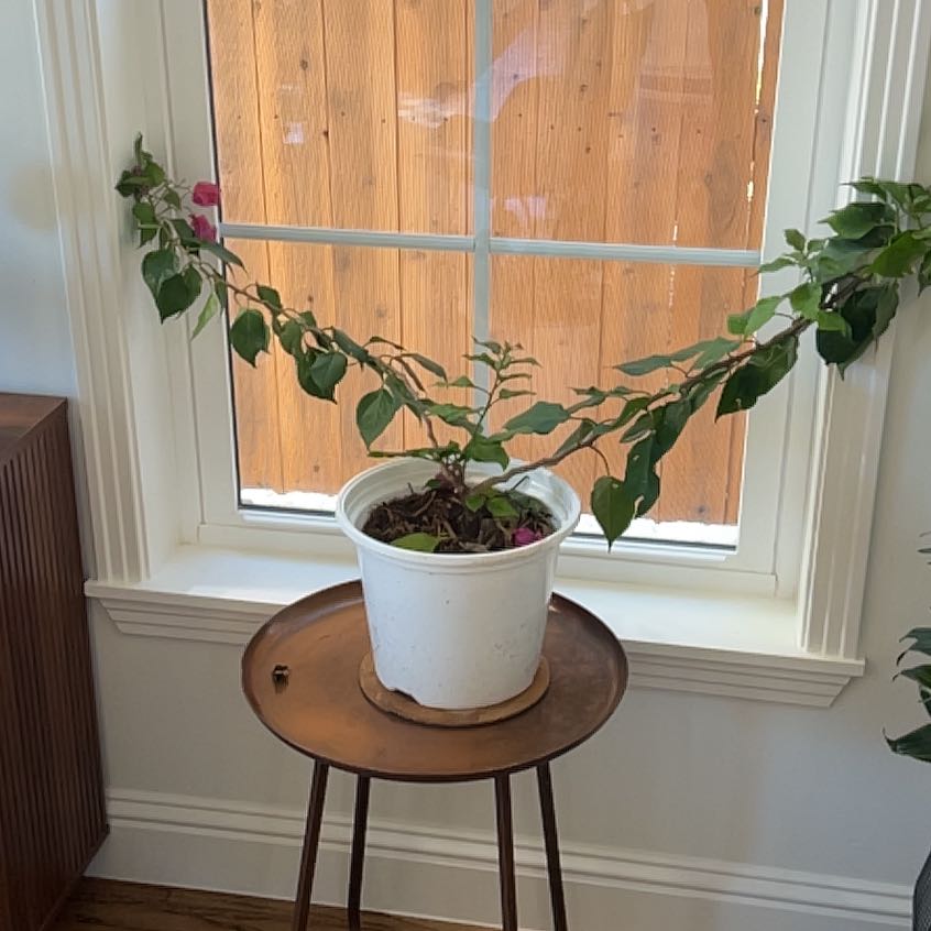 Photo of the plant species Torch Glow Bougainvilla by @tony named Nithin on Greg, the plant care app