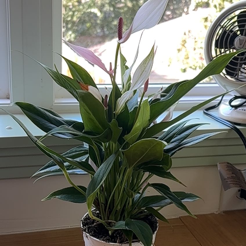 Photo of the plant species Anthurium cirano by @tony named Gobi on Greg, the plant care app