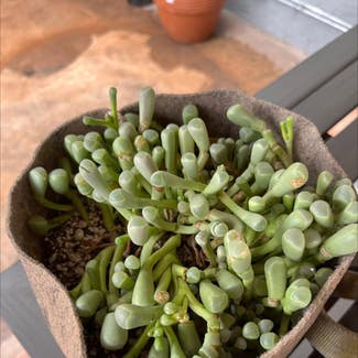Baby Toes plant in San Diego, California