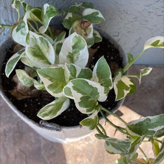 Pearls and Jade Pothos plant in San Diego, California