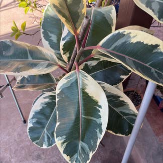 Rubber Plant plant in San Diego, California