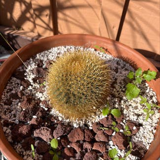 Spiny pincushion cactus plant in San Diego, California