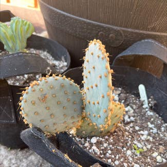 Bunny Ears Cactus plant in San Diego, California