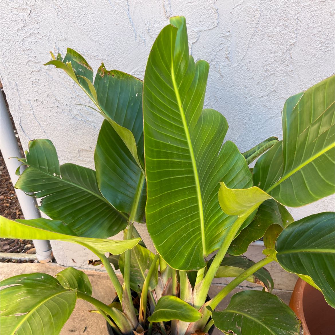 Photo of the plant species White Bird of Paradise by @Planta named Walt on Greg, the plant care app