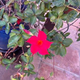Brazilian Jasmine plant in San Diego, California