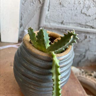 Lifesaver Cactus plant in San Diego, California