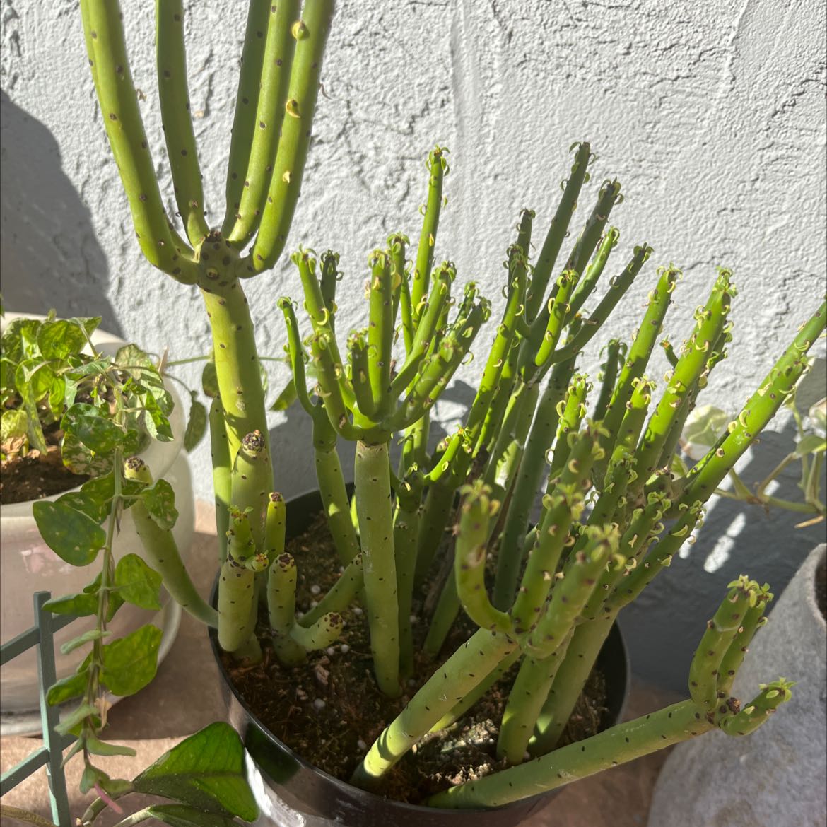 Photo of the plant species Cat Tails Euphorbia by @Planta named Miau on Greg, the plant care app