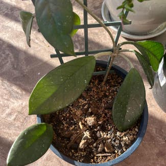 Hoya pubicalyx 'Splash' plant in San Diego, California