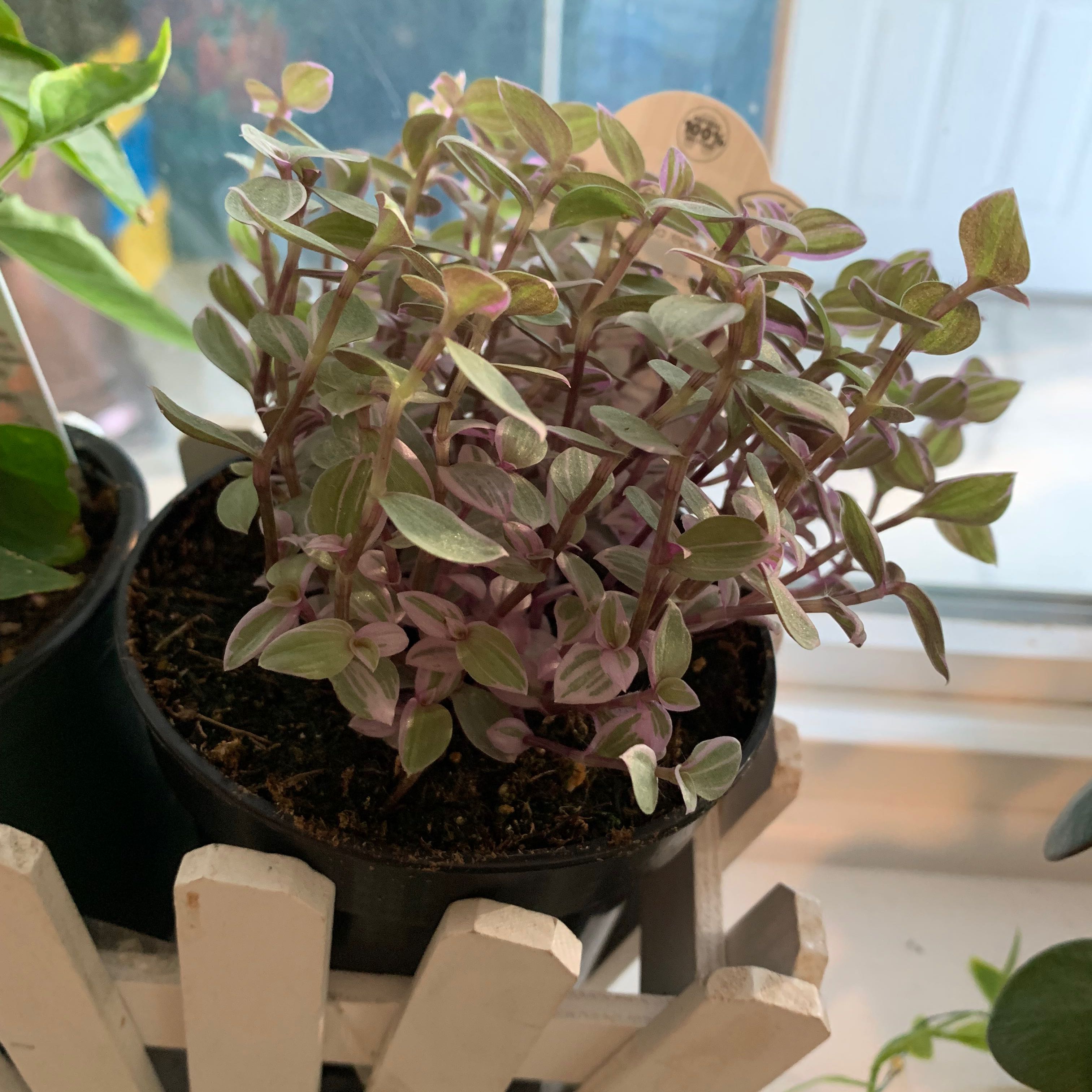 Pink Panther Tradescantia plant in a pot with visible soil, well-framed and in focus.