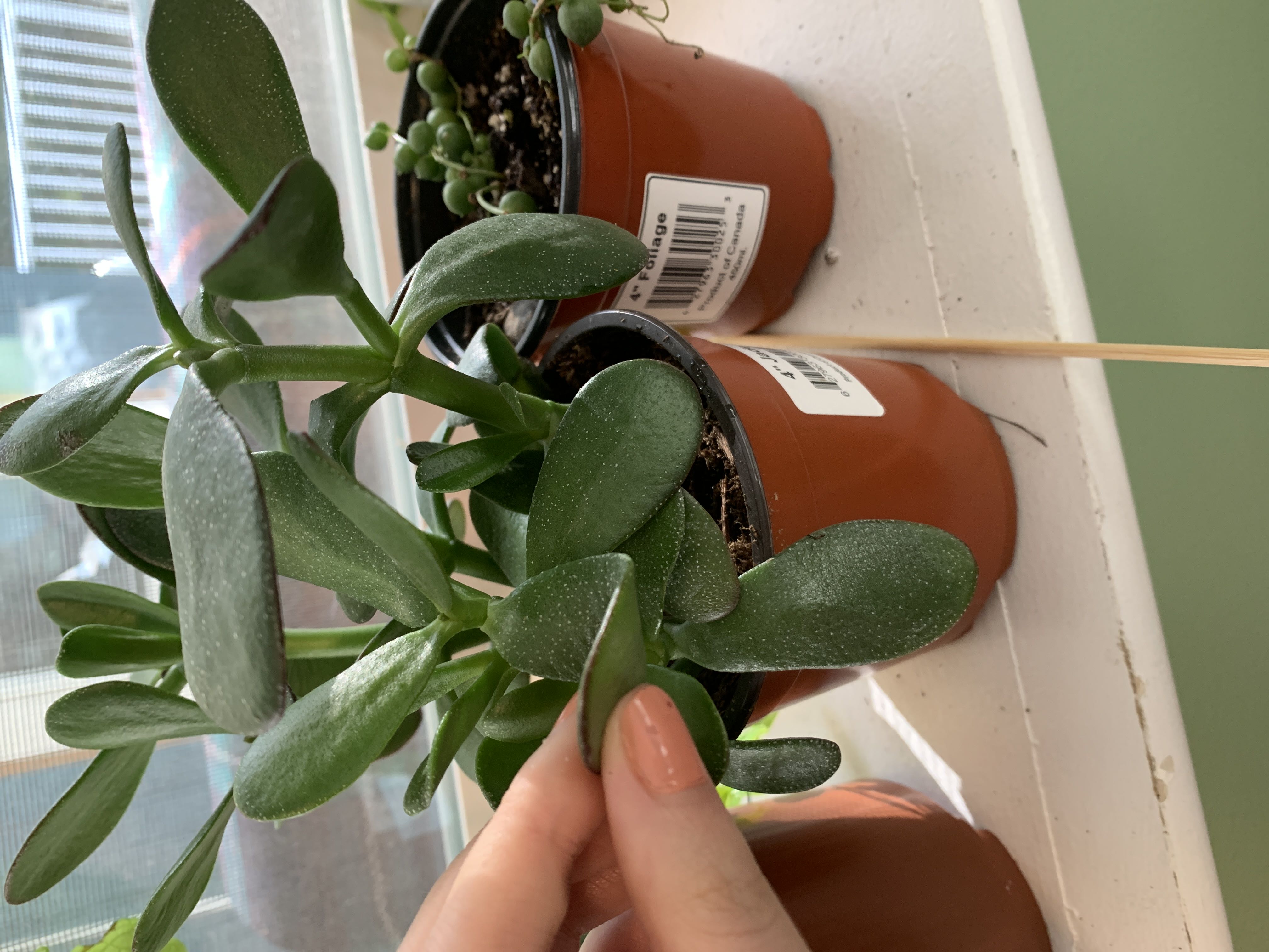 Photo from the post