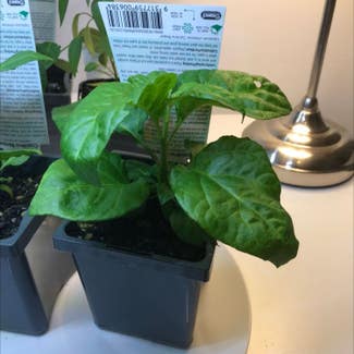 Carolina Reaper plant in Frenchs Forest, New South Wales