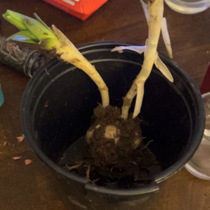 Photo of the plant species Broomrape by @MotherLilac named Kendall on Greg, the plant care app