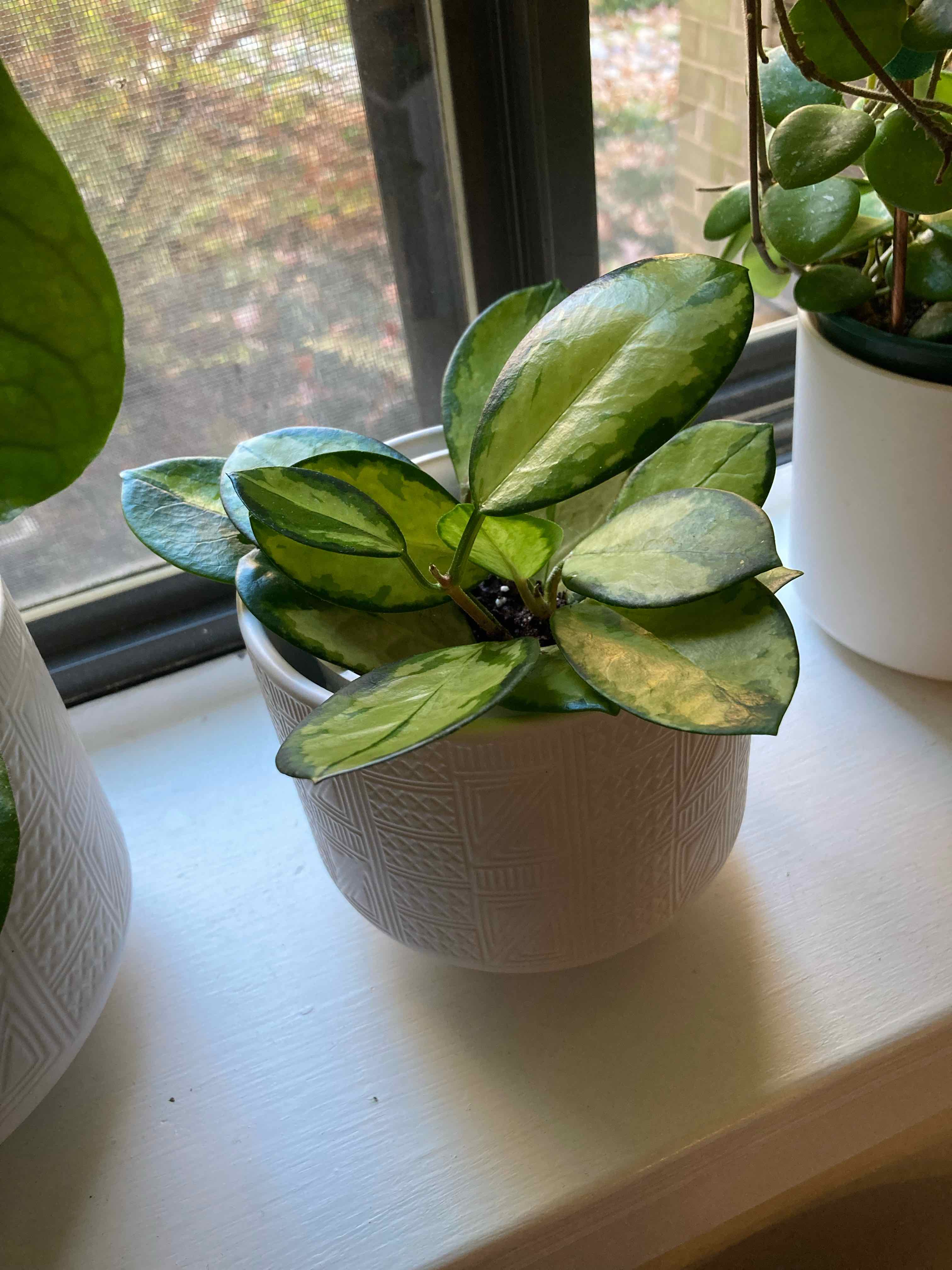 Photo of the plant species Hoya 'Lisa' by @Irisberg named Lisa on Greg, the plant care app
