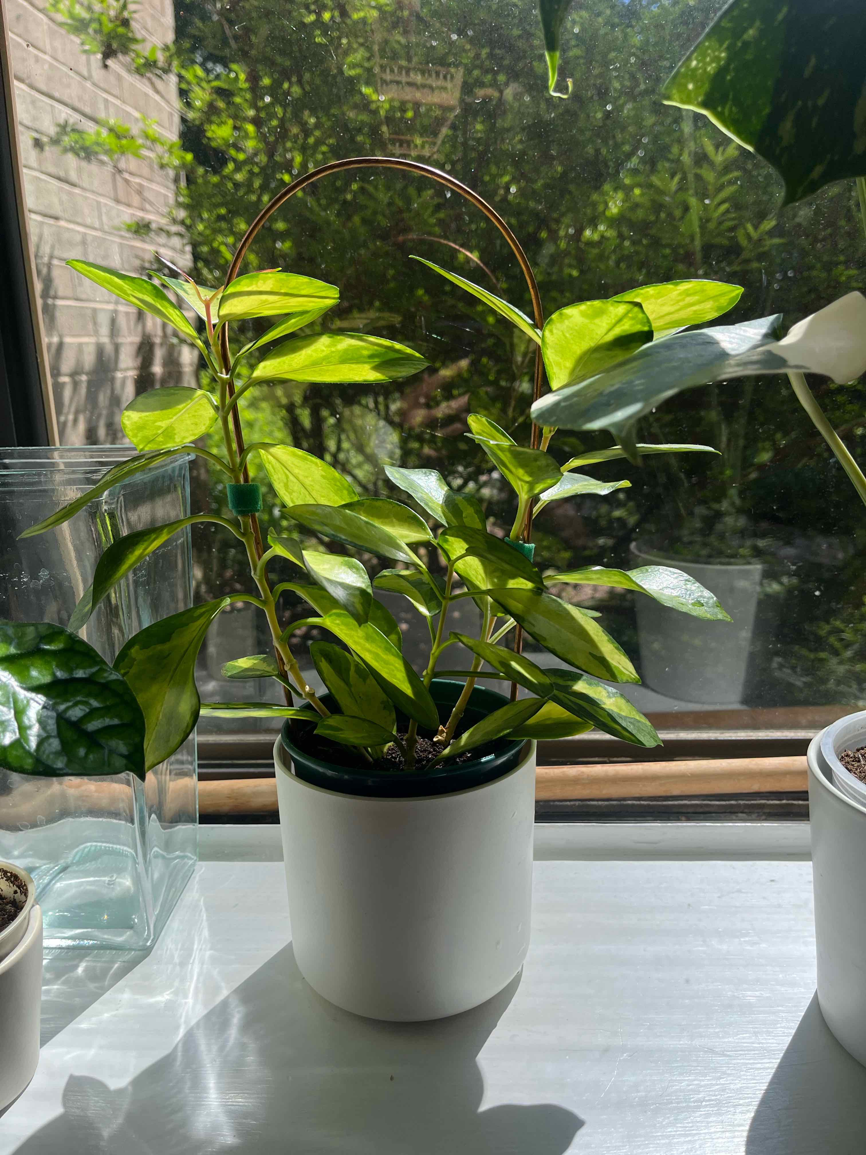 Photo of the plant species Hoya 'Lisa' by @Irisberg named Lisa on Greg, the plant care app