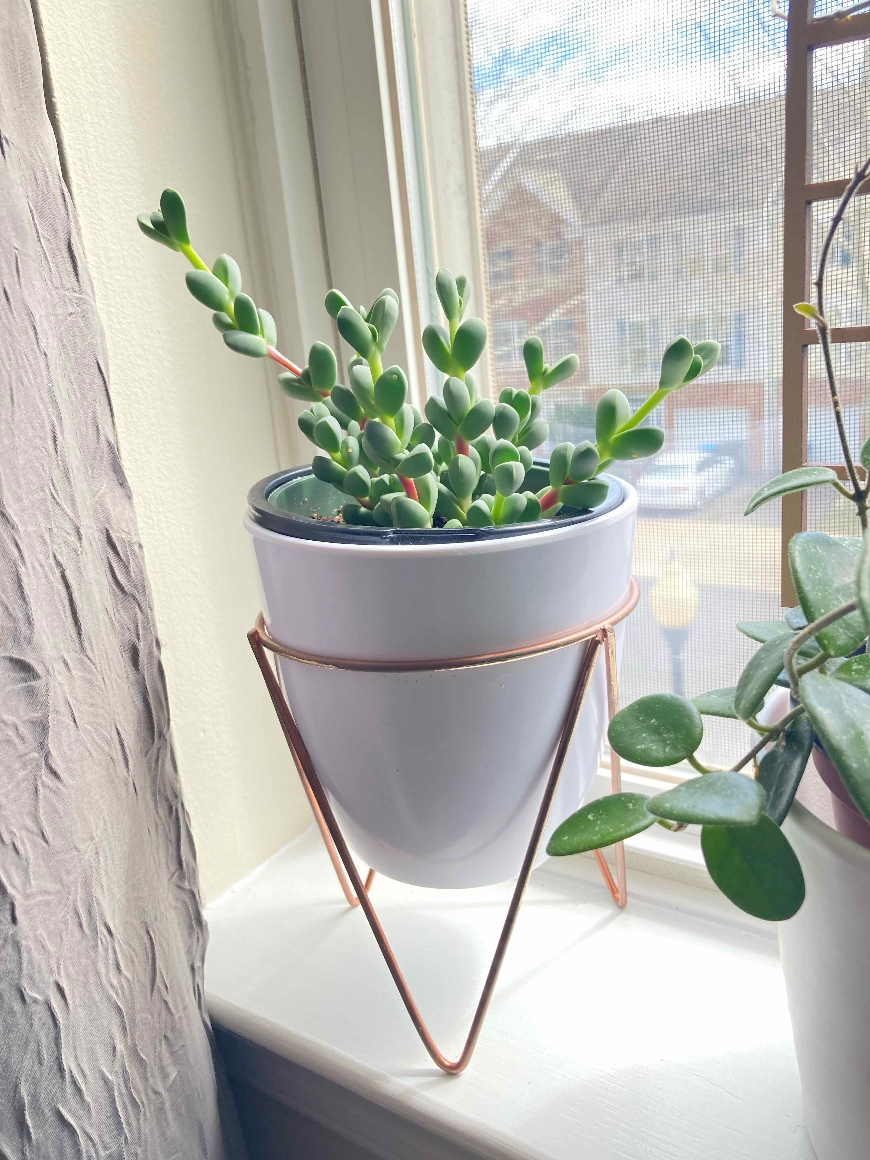 Photo of the plant species Ice plant by @Irisberg named Tofu on Greg, the plant care app
