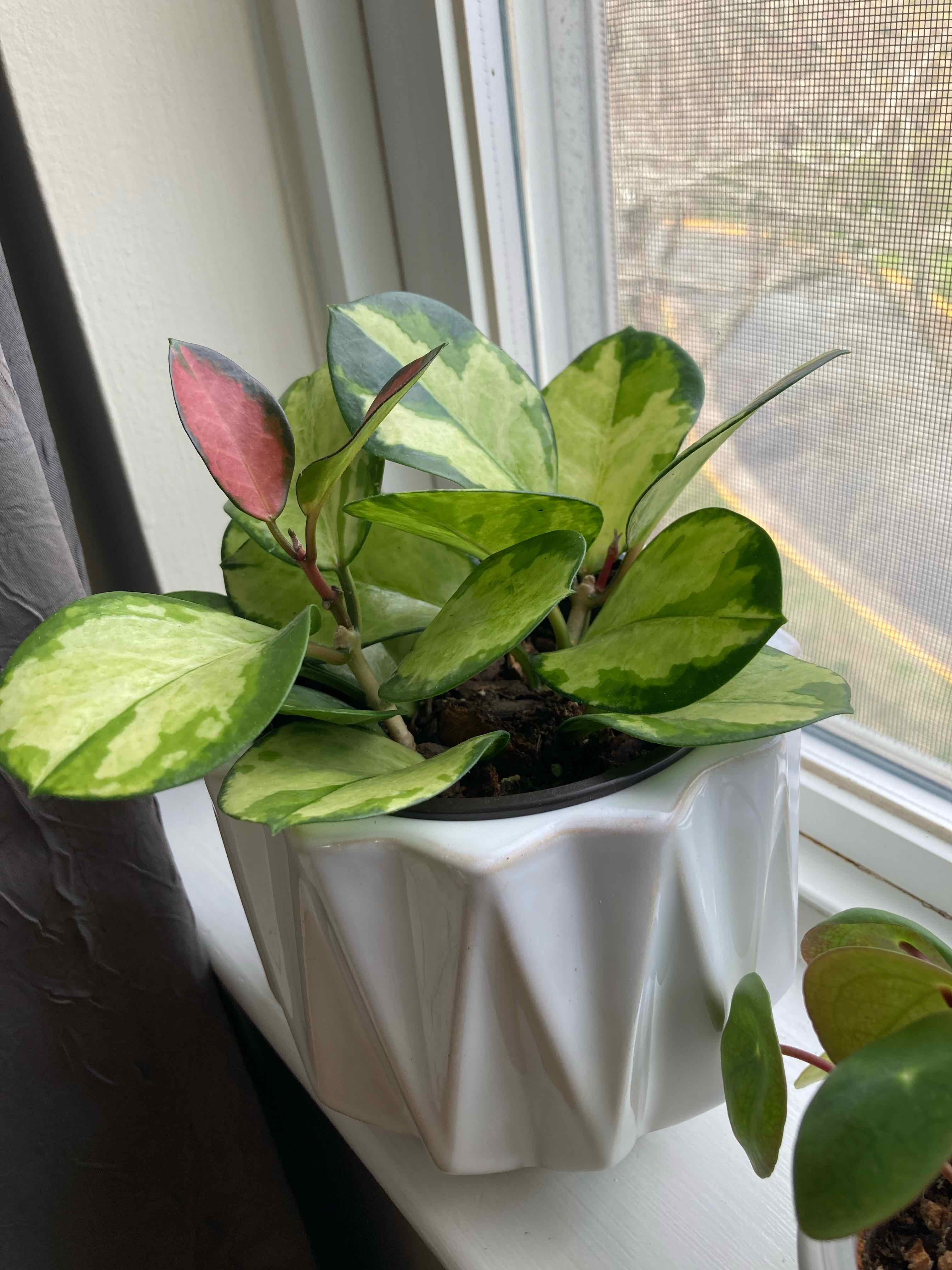 Hoya 'Lisa' plant on a windowsill with vibrant green and variegated leaves.