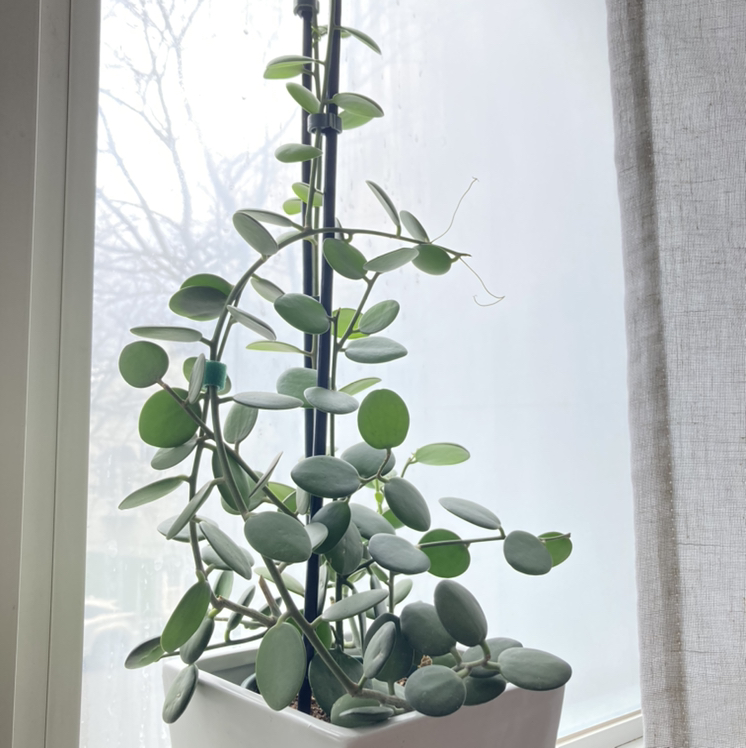 Photo of the plant species Silver Dollar Vine by @Irisberg named Tuk Tuk on Greg, the plant care app