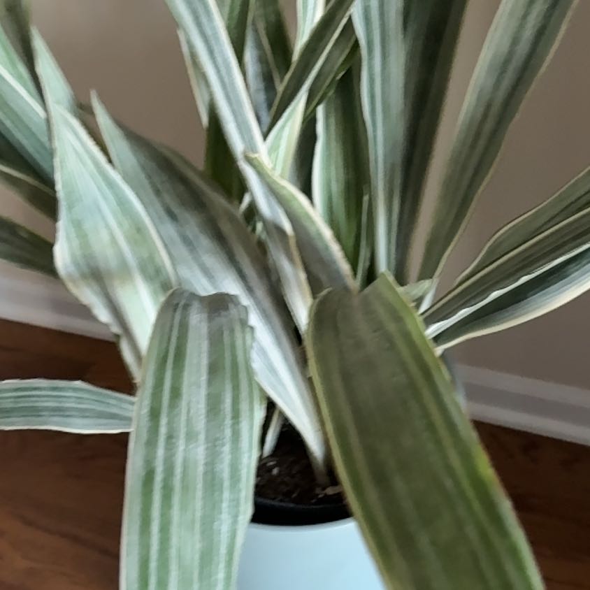 Photo of the plant species White Sansevieria by @NiftyTimmyB named Hugo on Greg, the plant care app