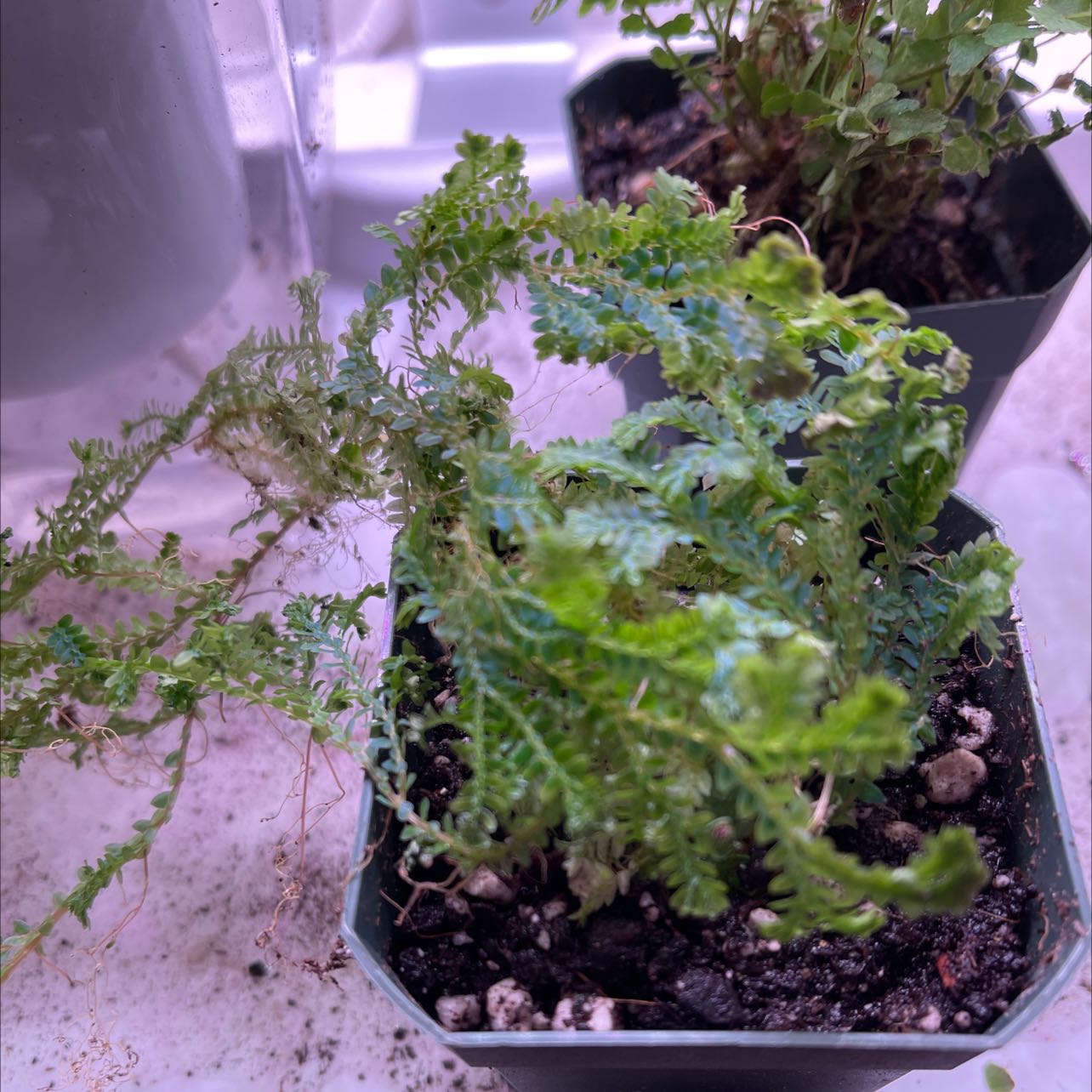 Rainbow moss, Peacock fern in a small pot with visible soil and some browning leaves.
