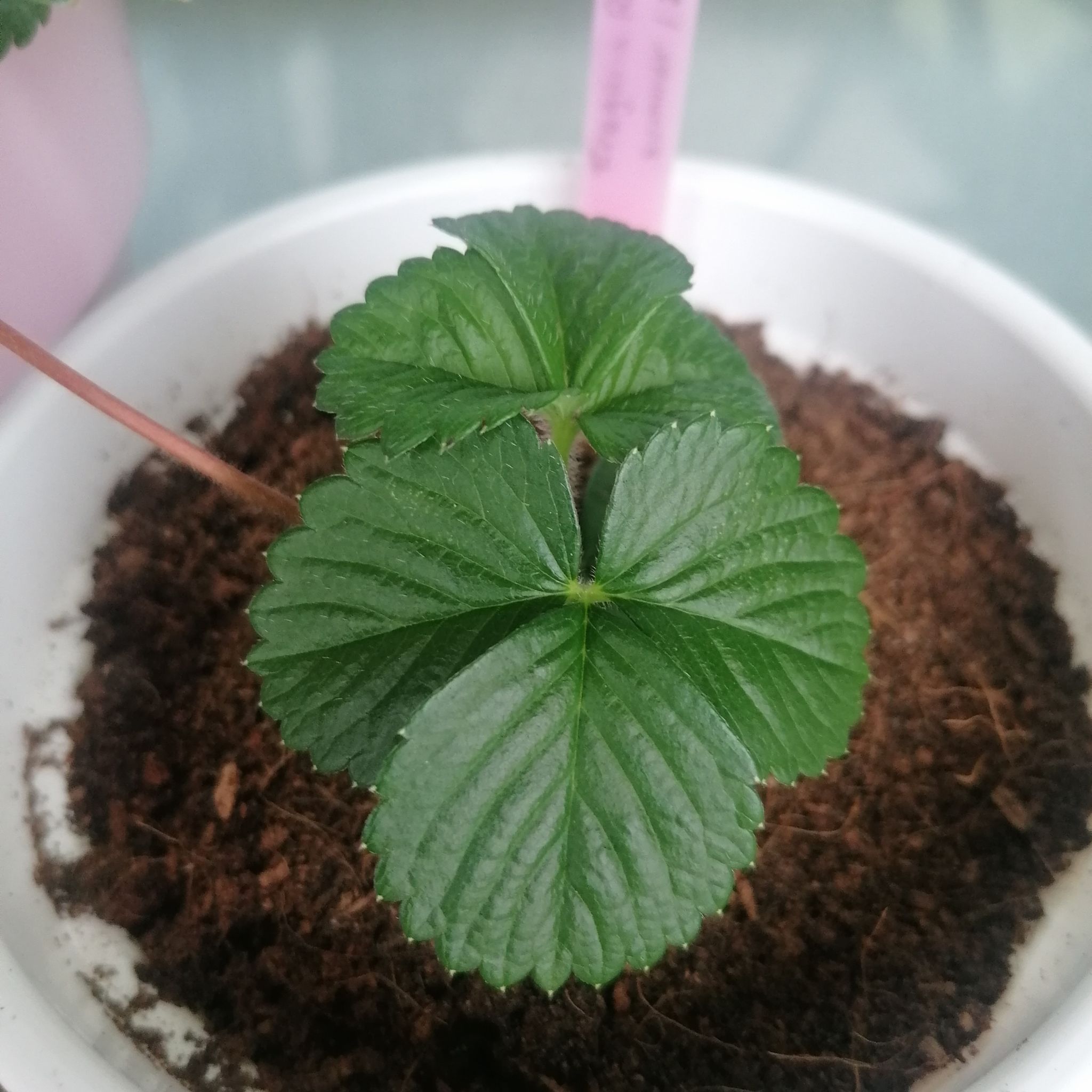 Mock Strawberry plant with healthy green leaves in a pot with visible soil.