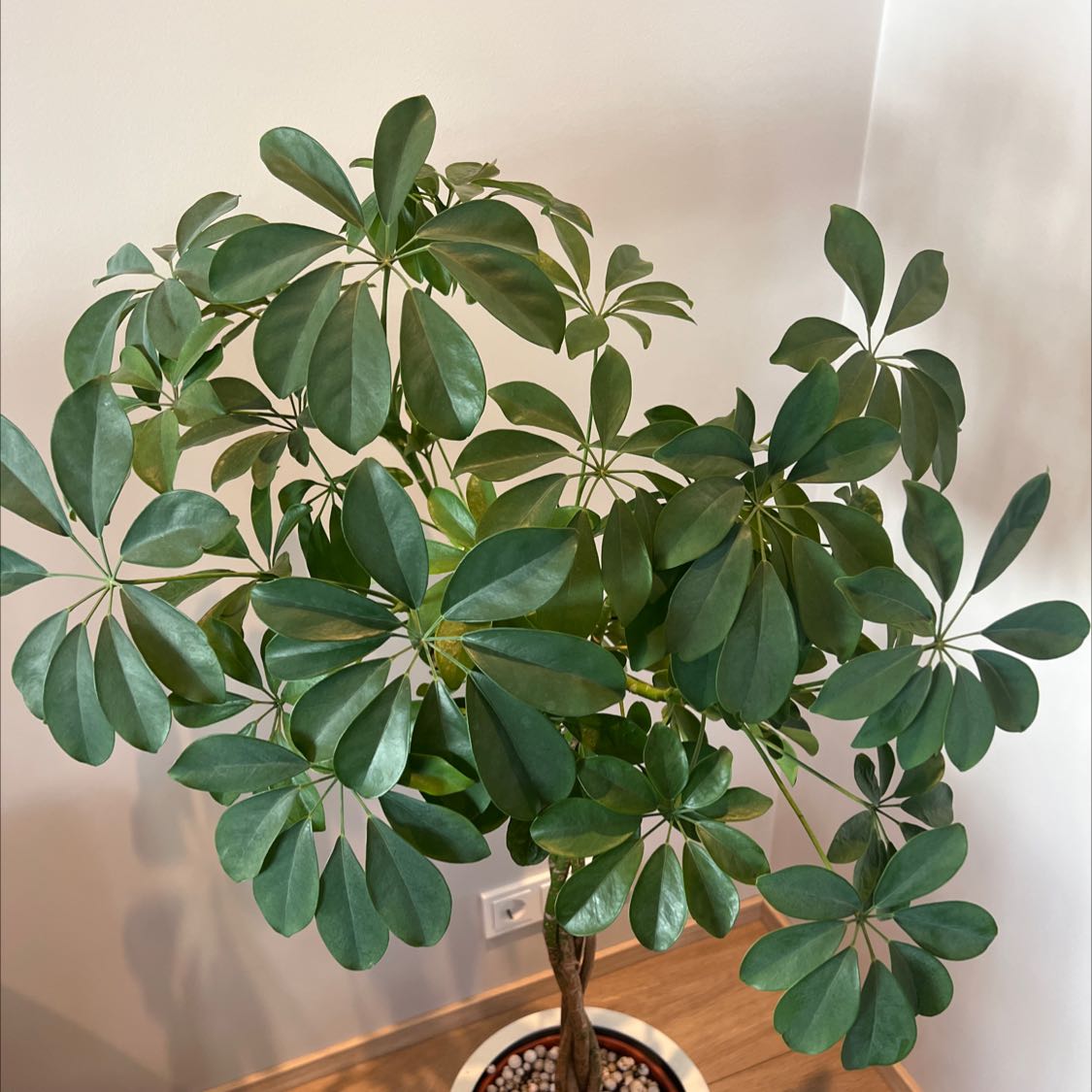 Photo of the plant species Dwarf Umbrella Tree by @NovelKonjac named Gk on Greg, the plant care app