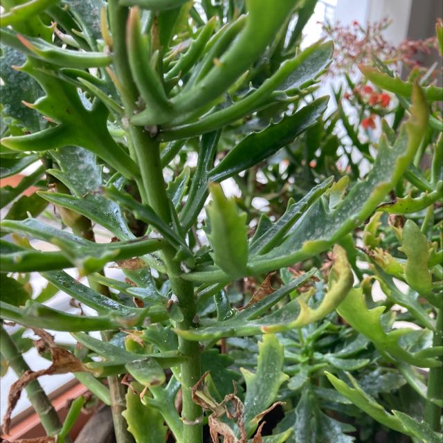 Photo of the plant species varigated lavender scallops by @ValorousRedvein named Your plant on Greg, the plant care app