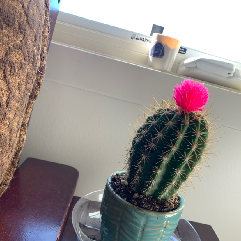 Photo of the plant species Cephalocereus polylophus by @DignifiedRimu named Prick van Dyke on Greg, the plant care app