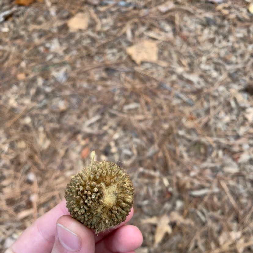 Hand holding a seed ball of an American Sycamore with soil and dried leaves in the background.