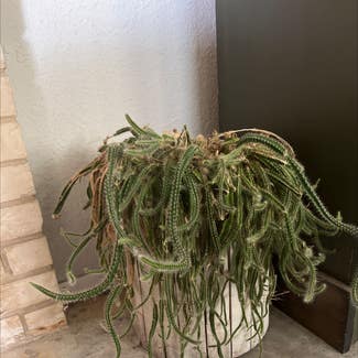 Dog Tail Cactus plant in Perryton, Texas
