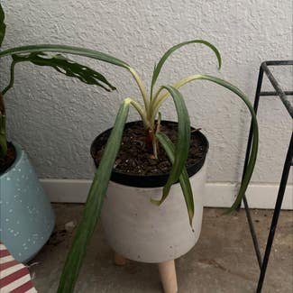 Spider Plant plant in Perryton, Texas