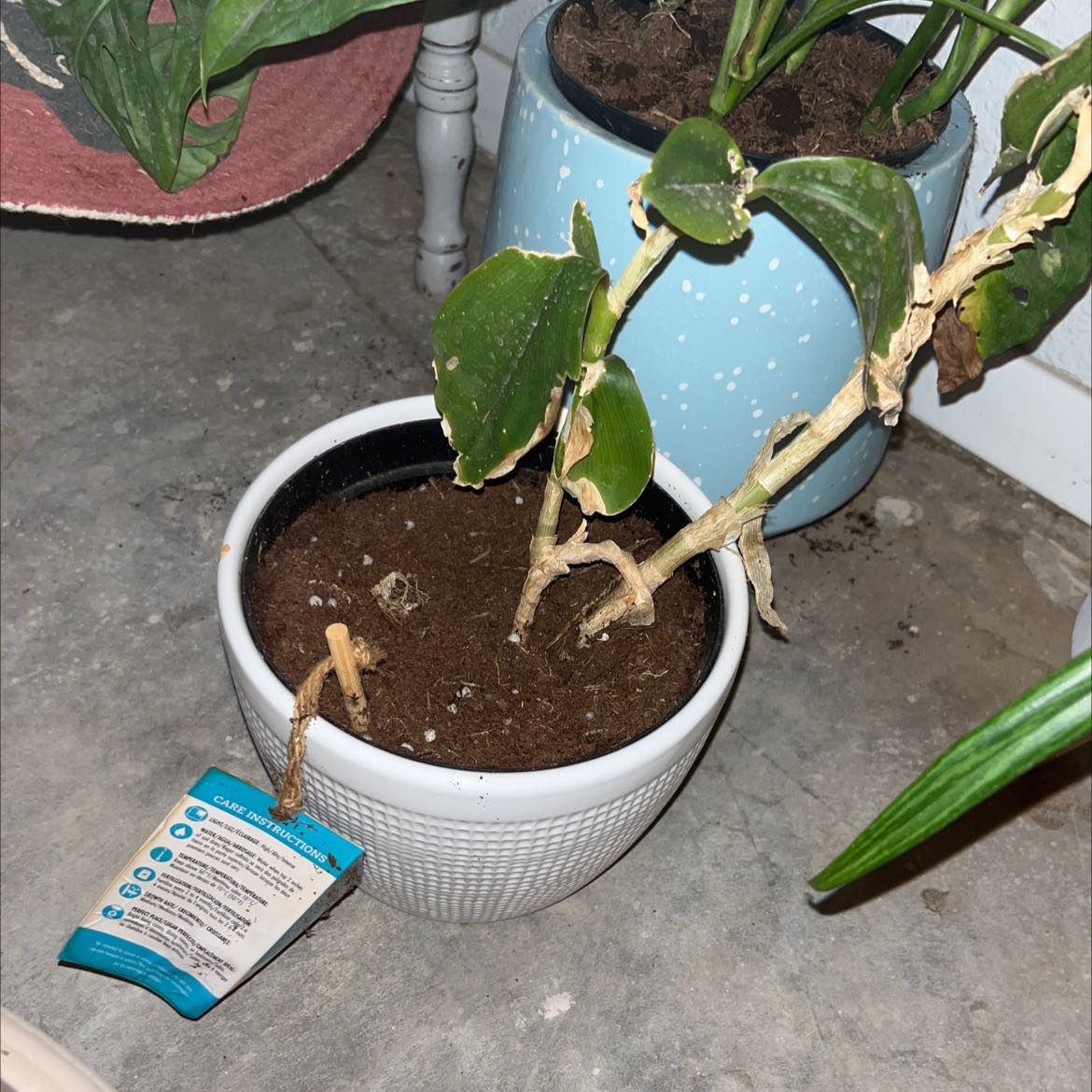 Photo of the plant species Costus erythrophyllus by @kimberlyr13 named Help me on Greg, the plant care app