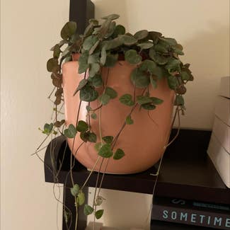 String of Hearts plant in Richmond, Virginia