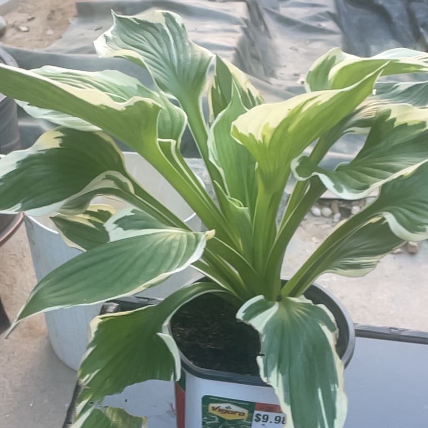 Photo of the plant species Sun Hosta by @PracticalAlbo named Nithin on Greg, the plant care app