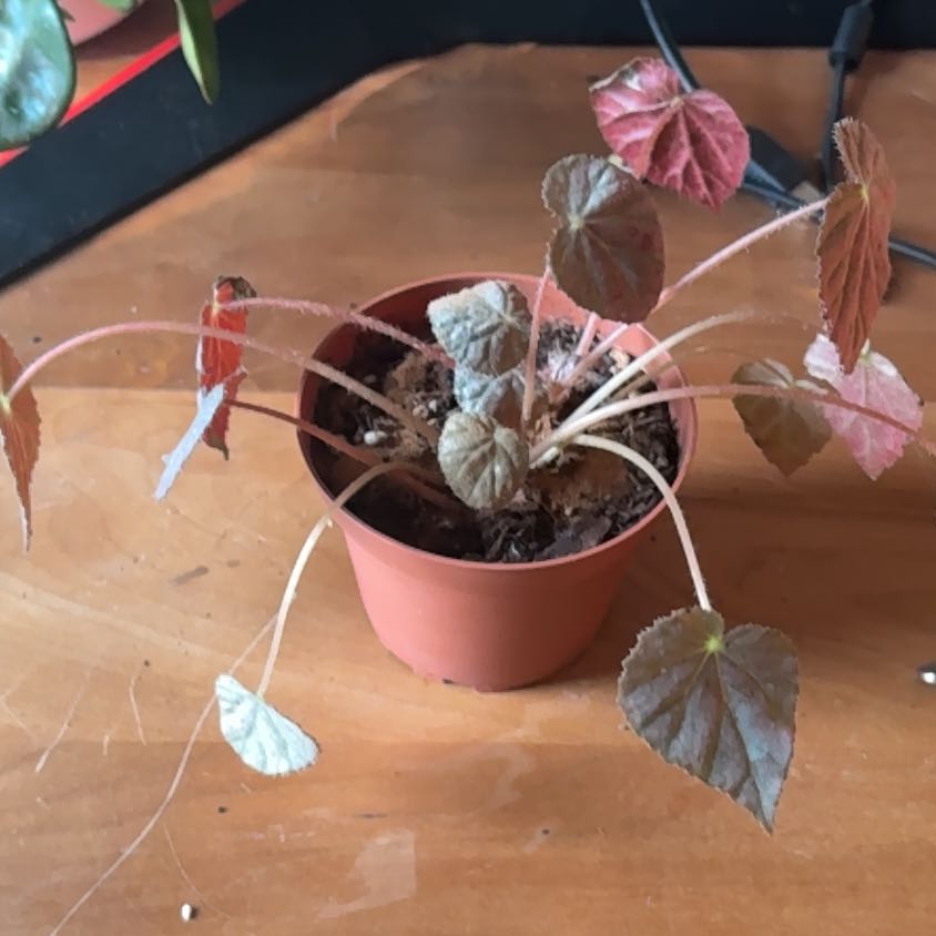 Photo of the plant species Begonia 'Harmony's Stormy Sunset' by @Madisonnee named Betty on Greg, the plant care app