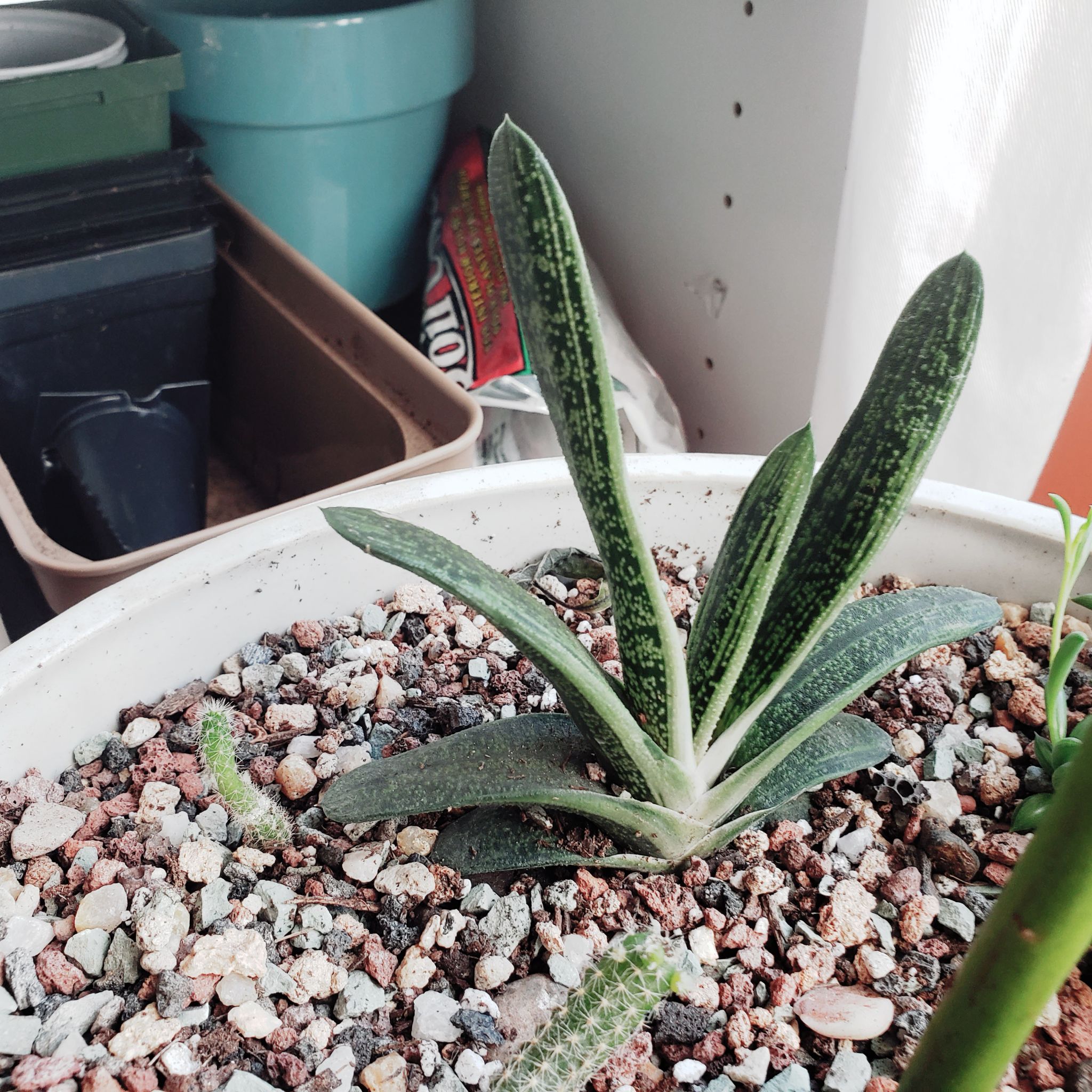 Photo of the plant species Ox Tongue by @DapperPineapple named Gardy on Greg, the plant care app