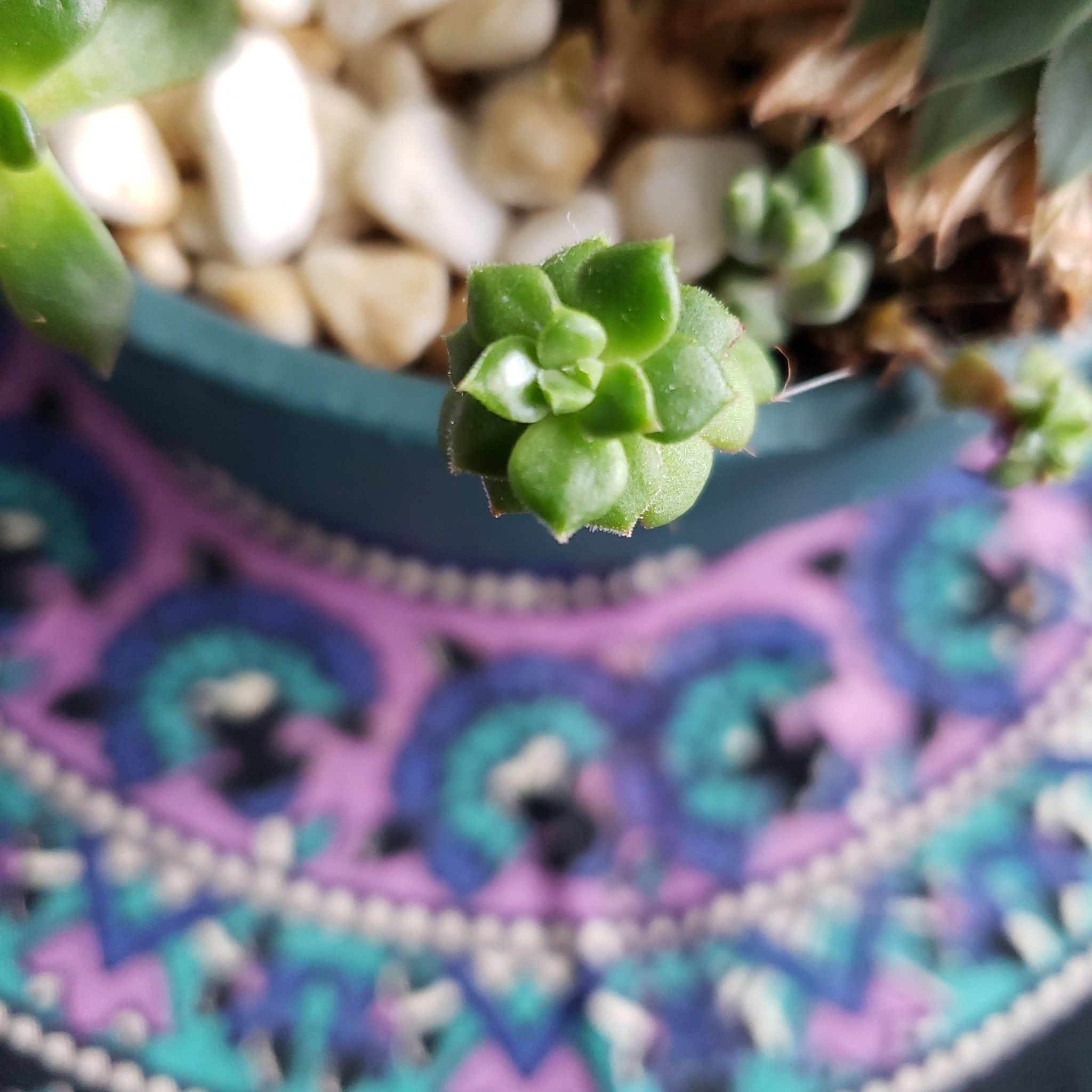 Close-up of Echeveria 'Lime n' Chile' succulent in a pot with decorative stones.