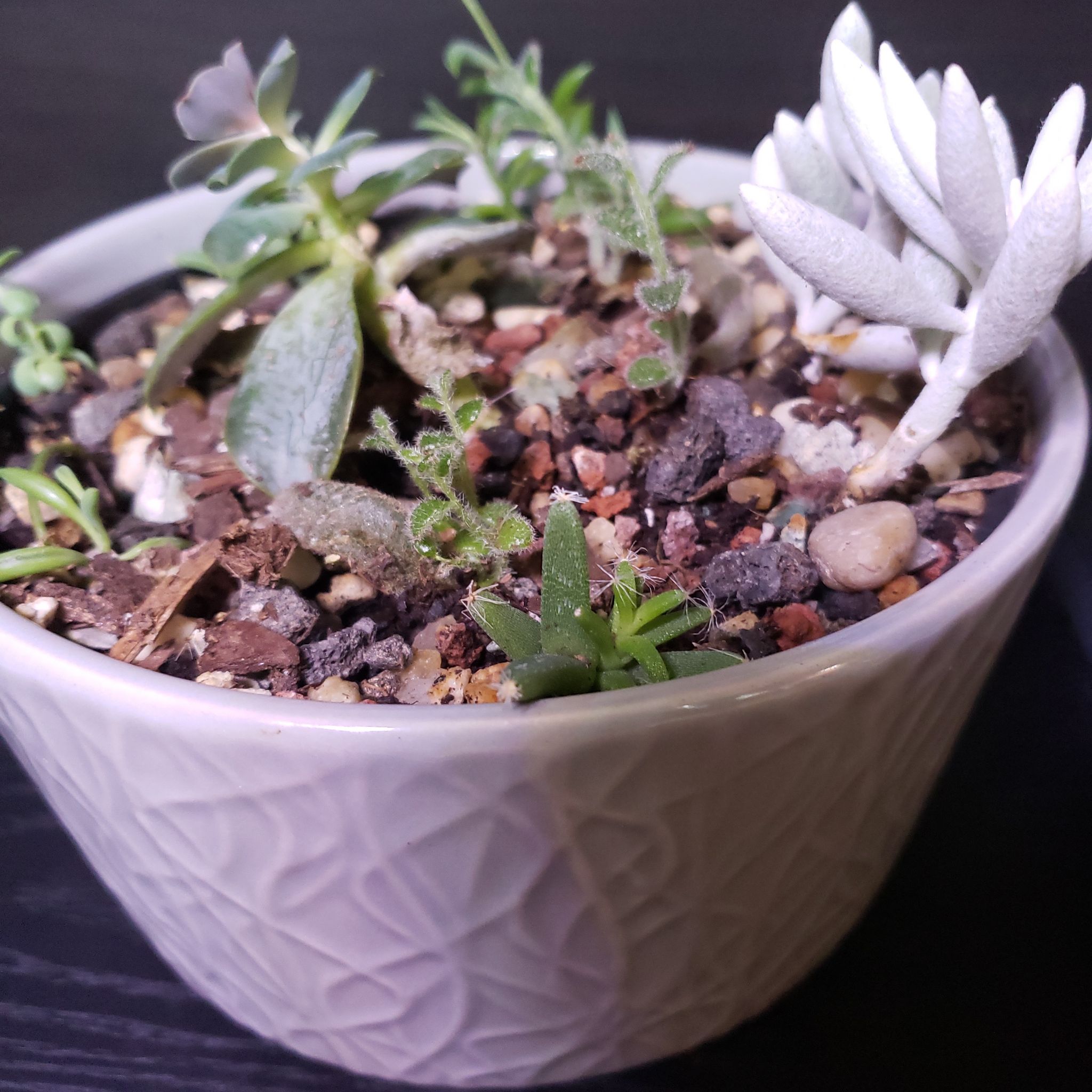 Potted Miniature Desert Rose with visible soil and some leaf discoloration.