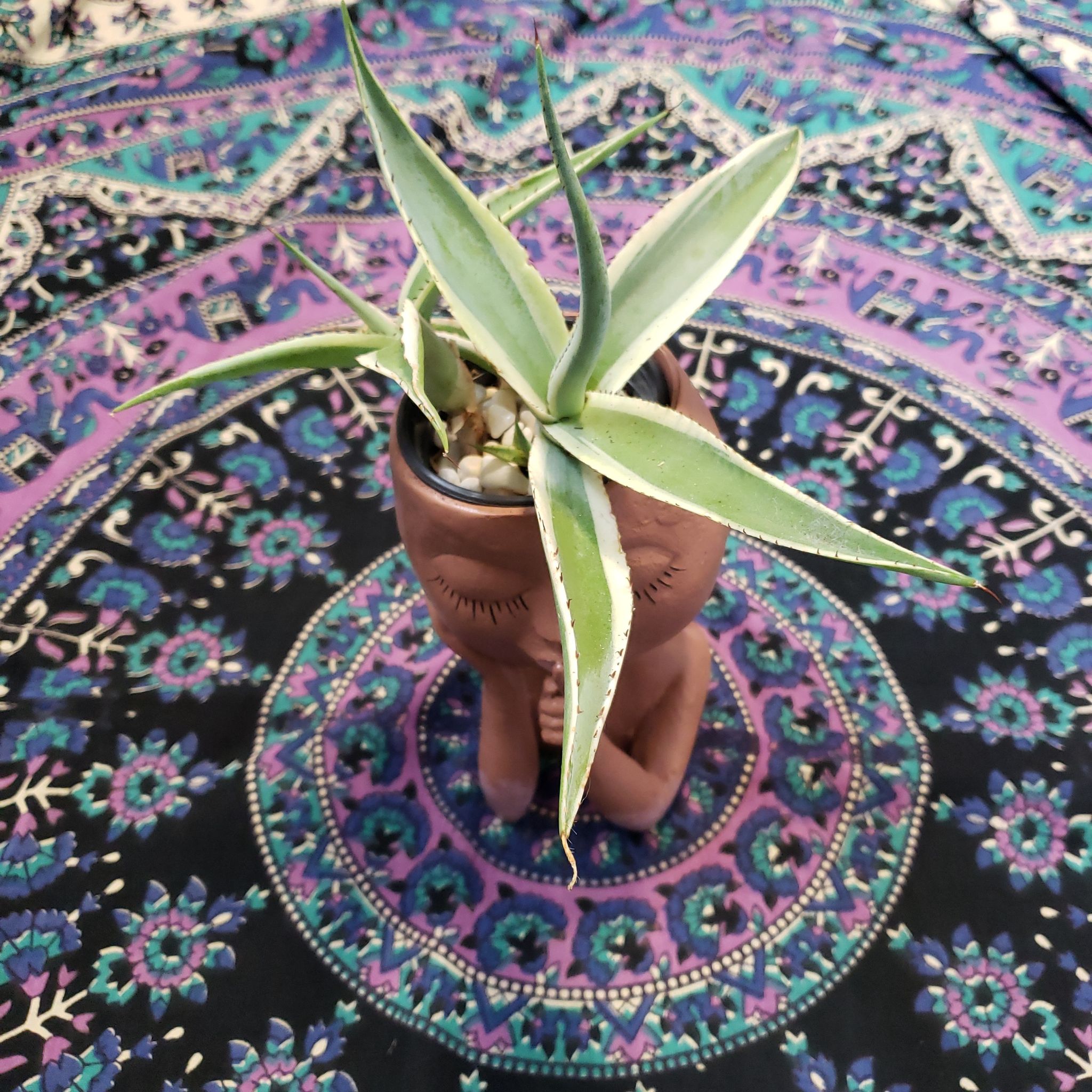 Photo of the plant species Agave applanata 'Cream Spike' by @DapperPineapple named Agatha on Greg, the plant care app