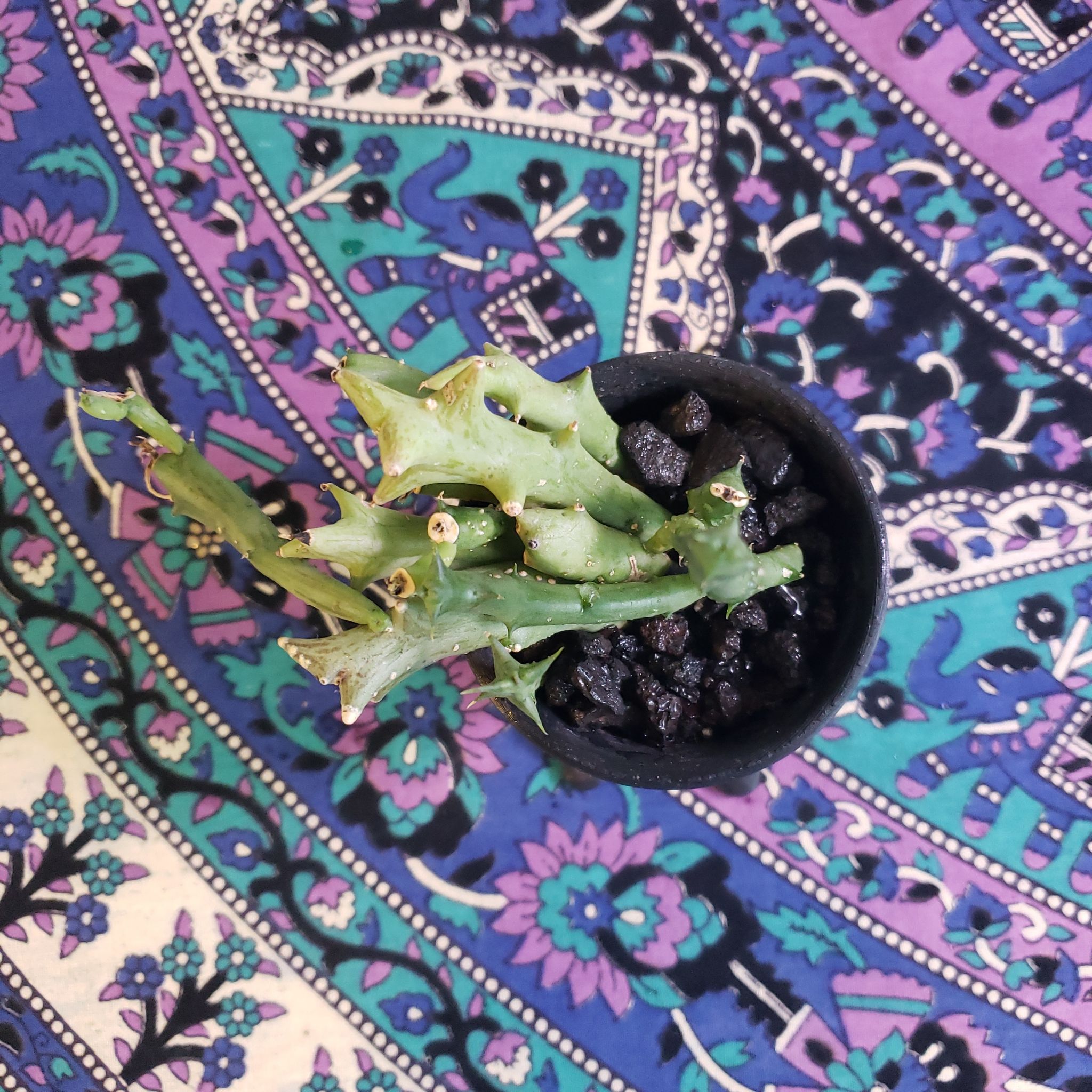 Photo of the plant species Carrion Plant by @DapperPineapple named Paramore on Greg, the plant care app