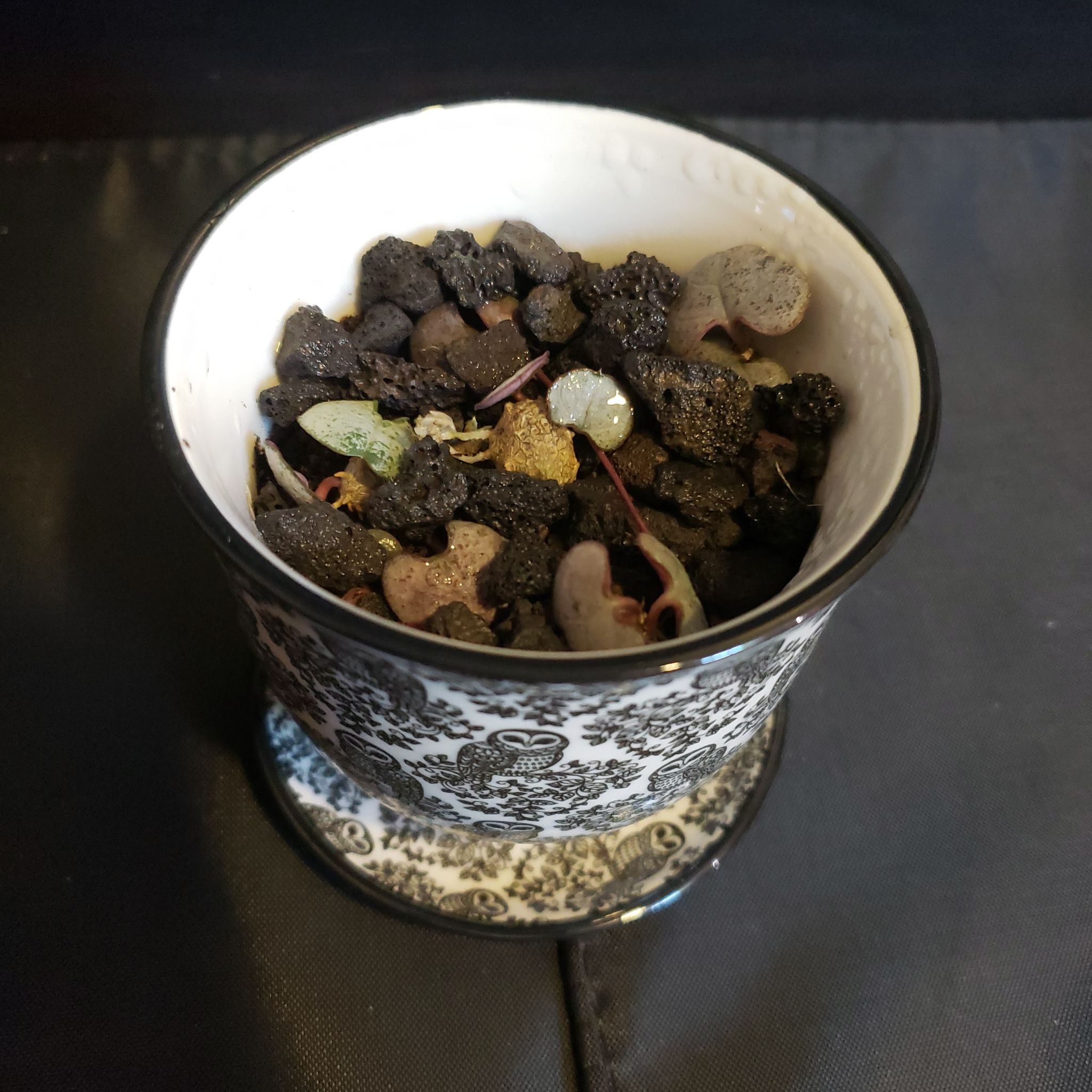 Potted String of Hearts 'Silver Glory' with sparse growth and visible soil.