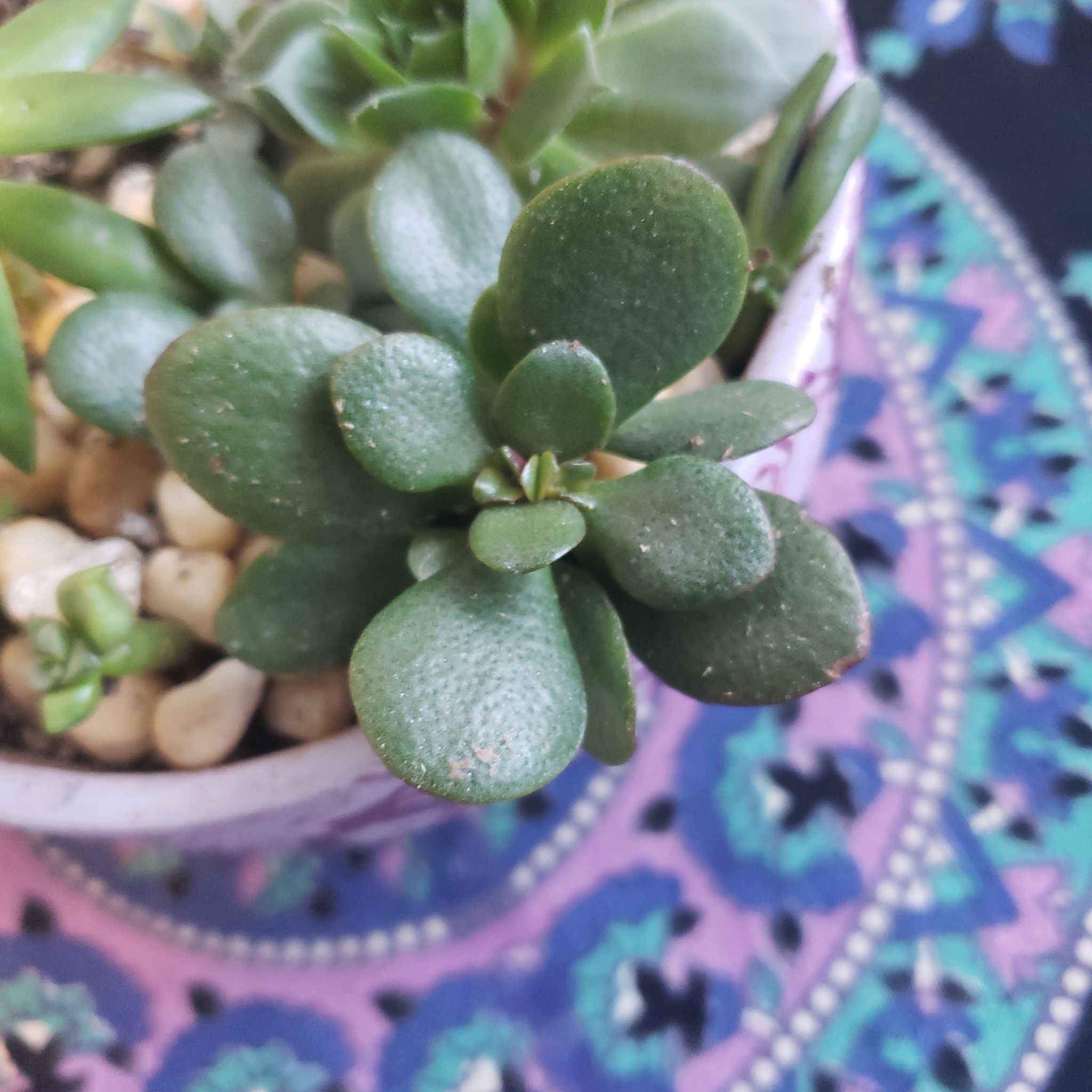 Photo of the plant species Compact Jade by @DapperPineapple named (1) Flap on Greg, the plant care app
