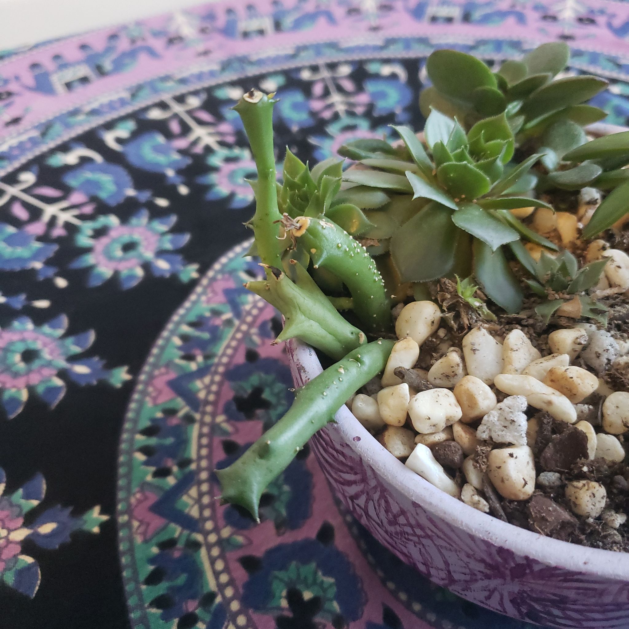 Photo of the plant species Carrion Plant by @DapperPineapple named (1) Mistress (Prop Paramore) on Greg, the plant care app