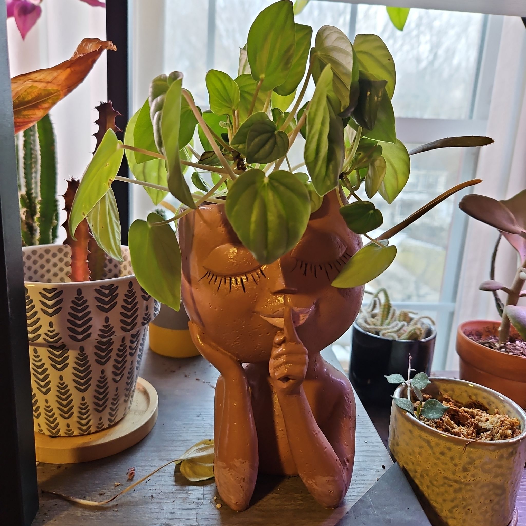 Photo of the plant species Moonlight Peperomia by @DapperPineapple named Yella on Greg, the plant care app