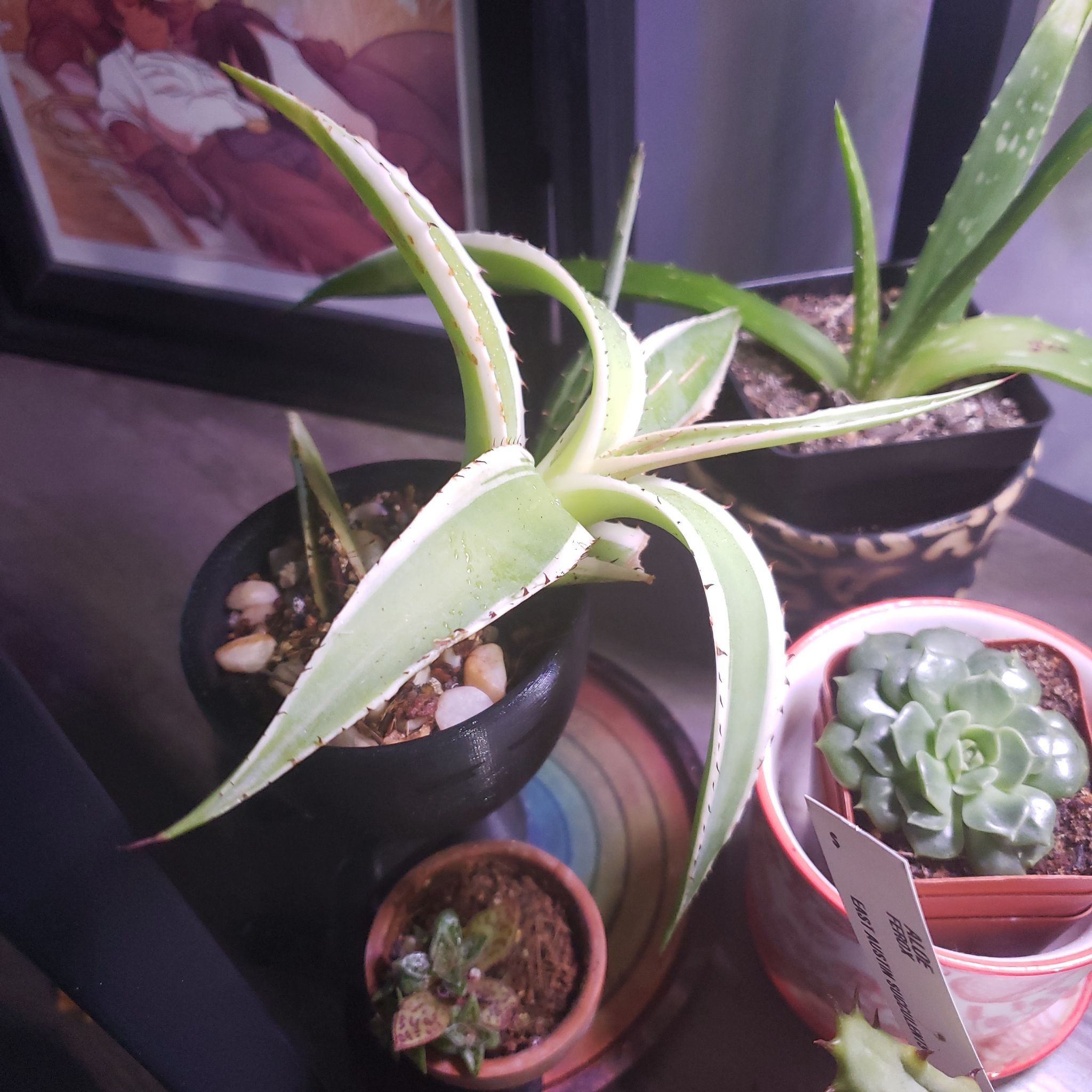 Photo of the plant species Agave applanata 'Cream Spike' by @DapperPineapple named Arnold on Greg, the plant care app