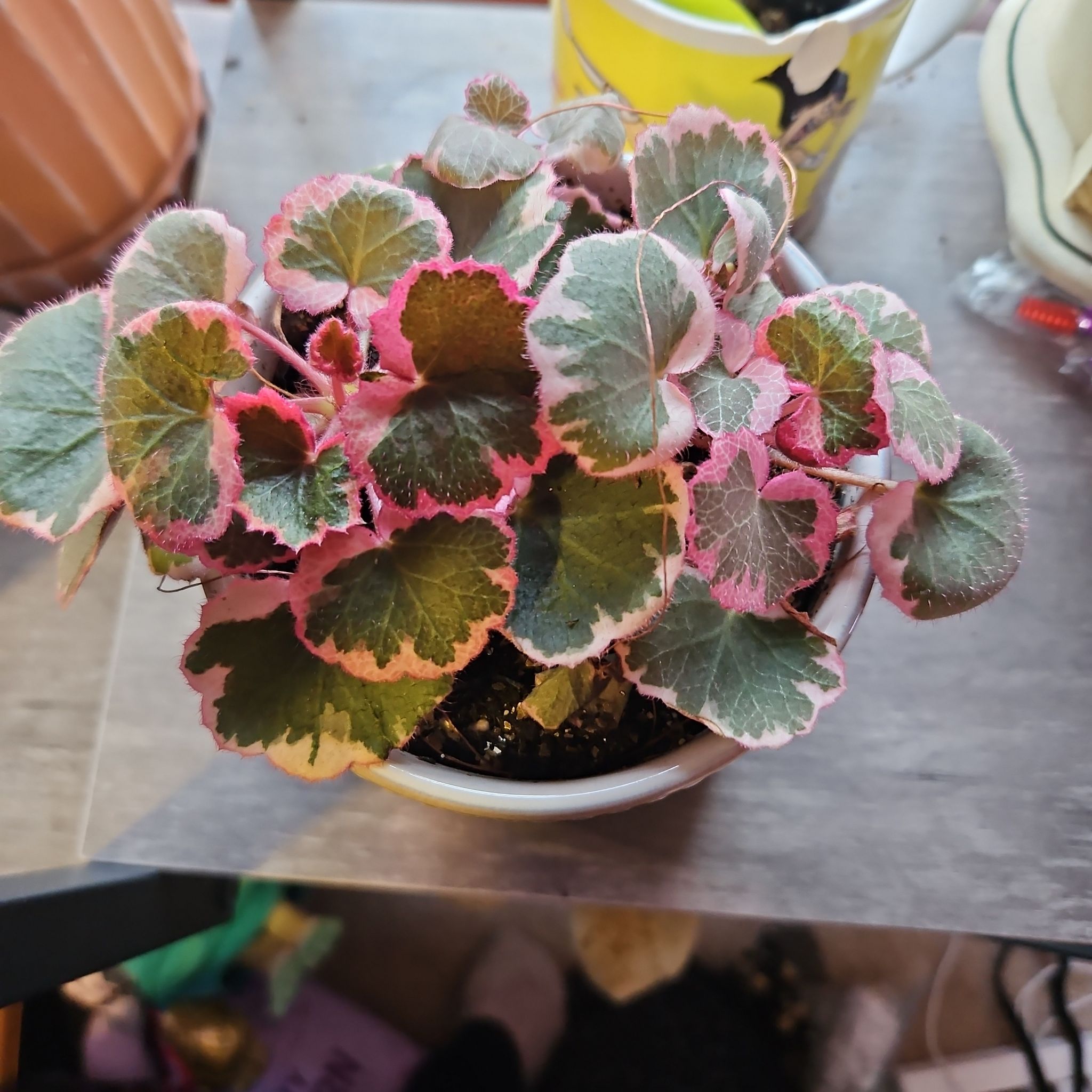 Photo of the plant species strawberry begonia varigated by @DapperPineapple named Berry Baby on Greg, the plant care app