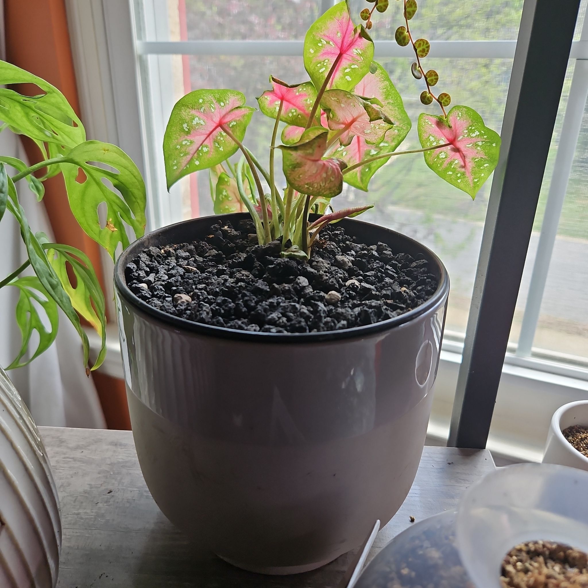 Photo of the plant species Caladium 'Casey' by @DapperPineapple named Camilla on Greg, the plant care app