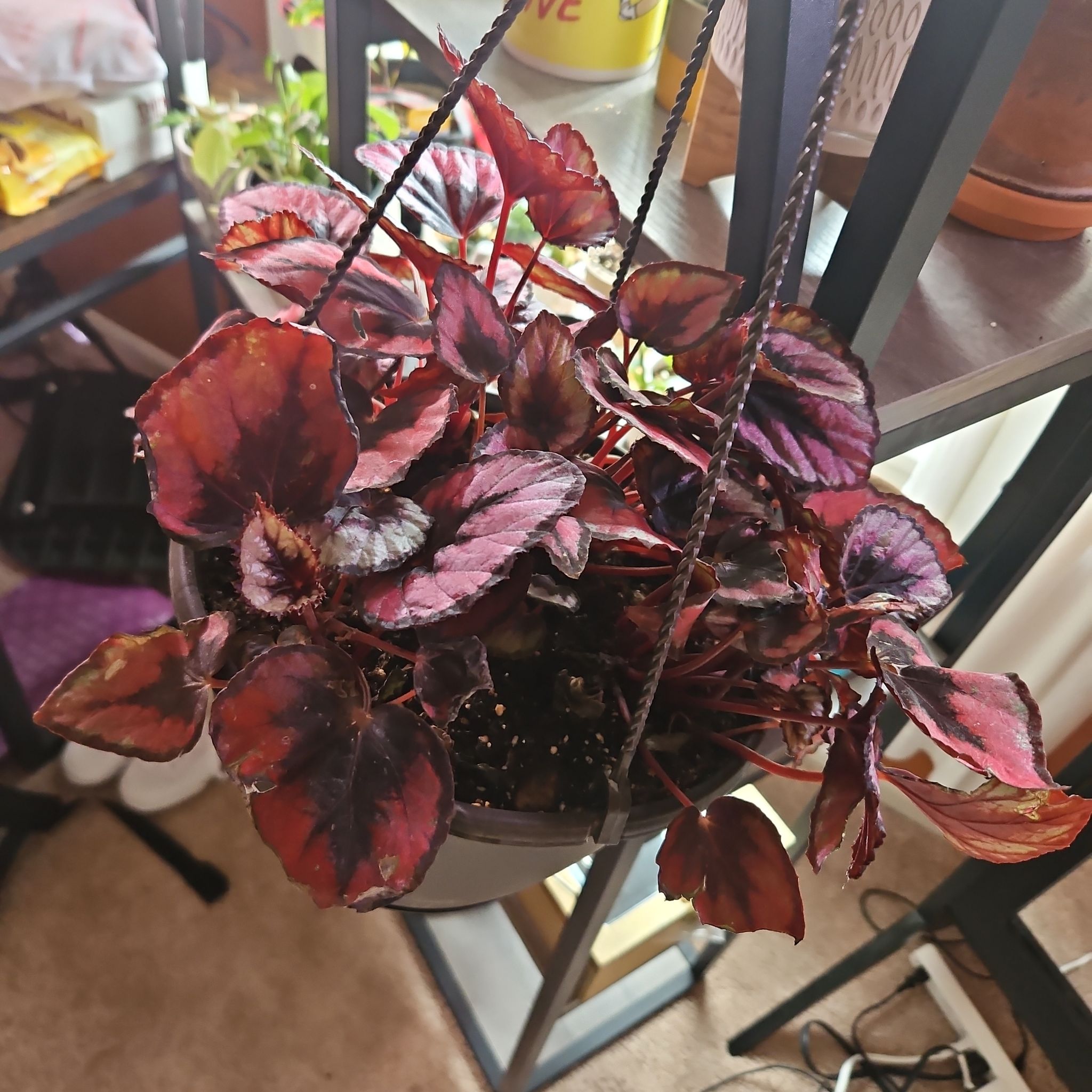 Photo of the plant species Begonia rex by @DapperPineapple named BTGG on Greg, the plant care app