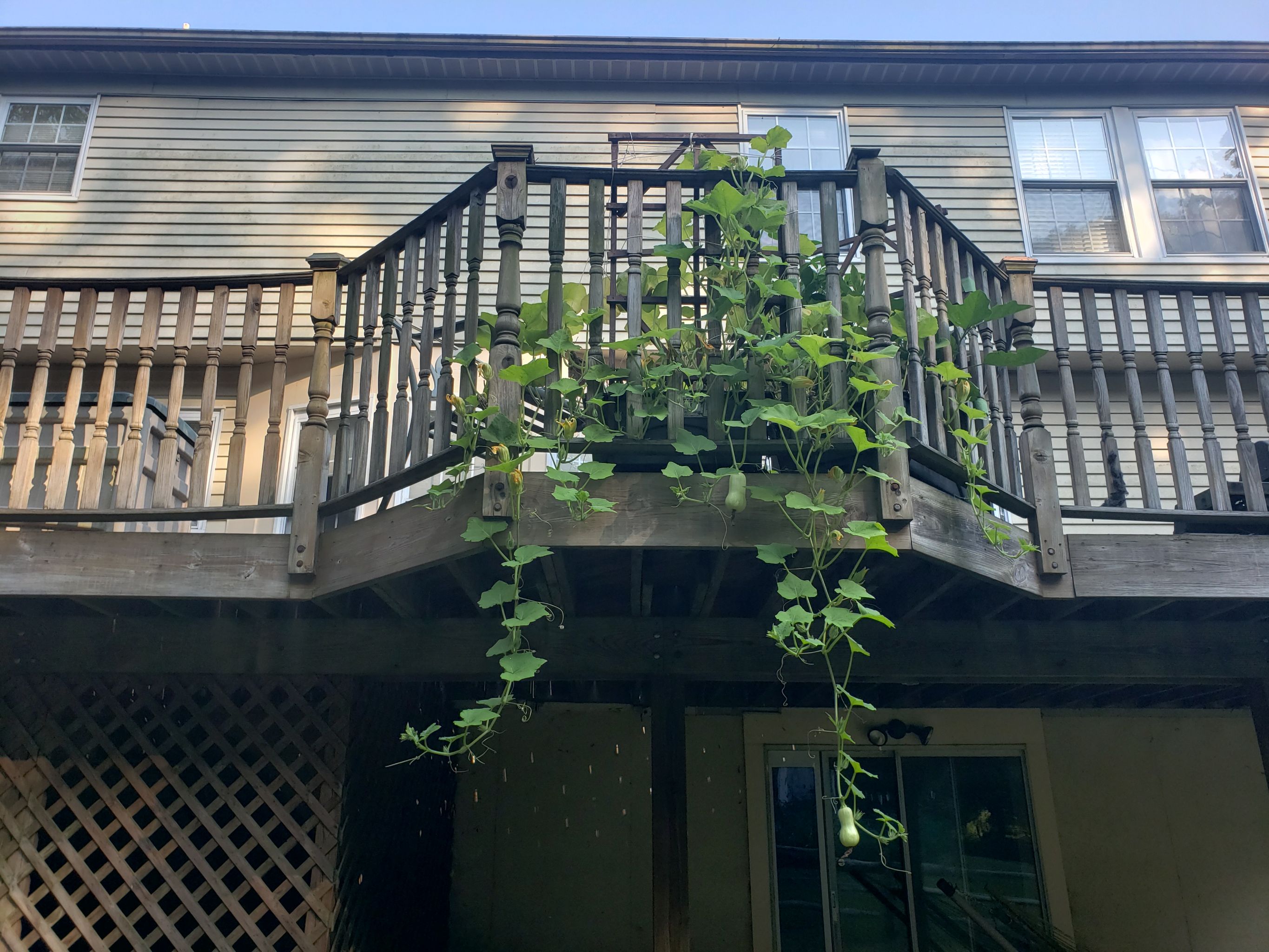 Brussels Sprouts Is Not an Annual 🥦