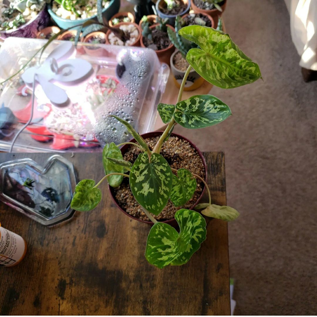 Photo from the post