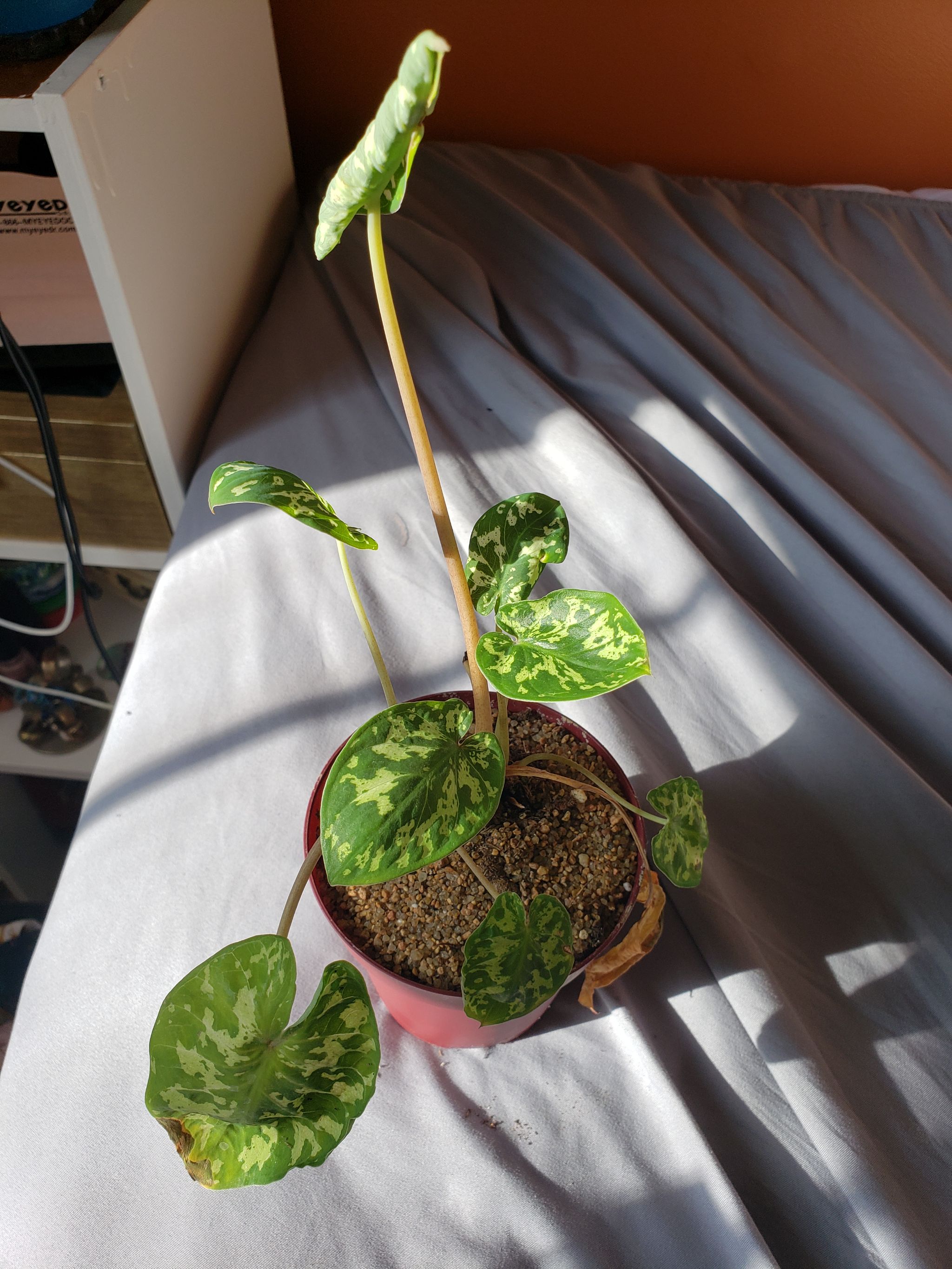 Photo from the post